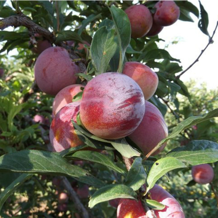 Слива диплоїдна Оцарк Прем'єр (середньостигла), фото 1