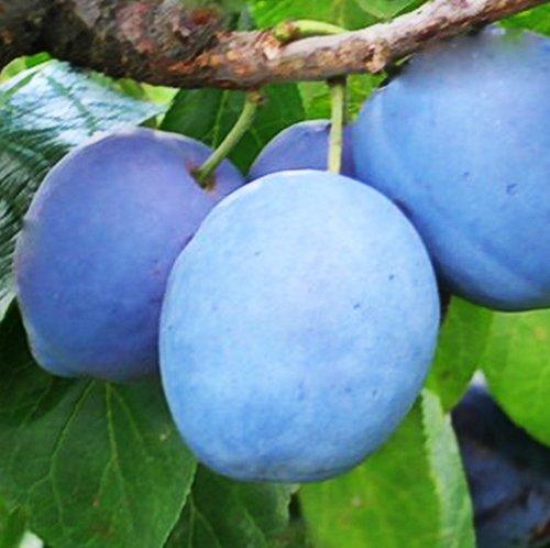 Слива Блю Фрі (пізня), фото 1