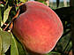 Персик Спринг Хрест (ранній), фото 2