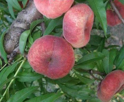 Персик інжирний Бельмондо (пізній), фото 1
