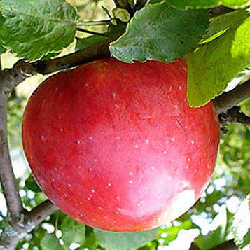 Яблуня Делічія (осіння)