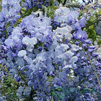 Гліцинія ряснобарвна Blue Dream