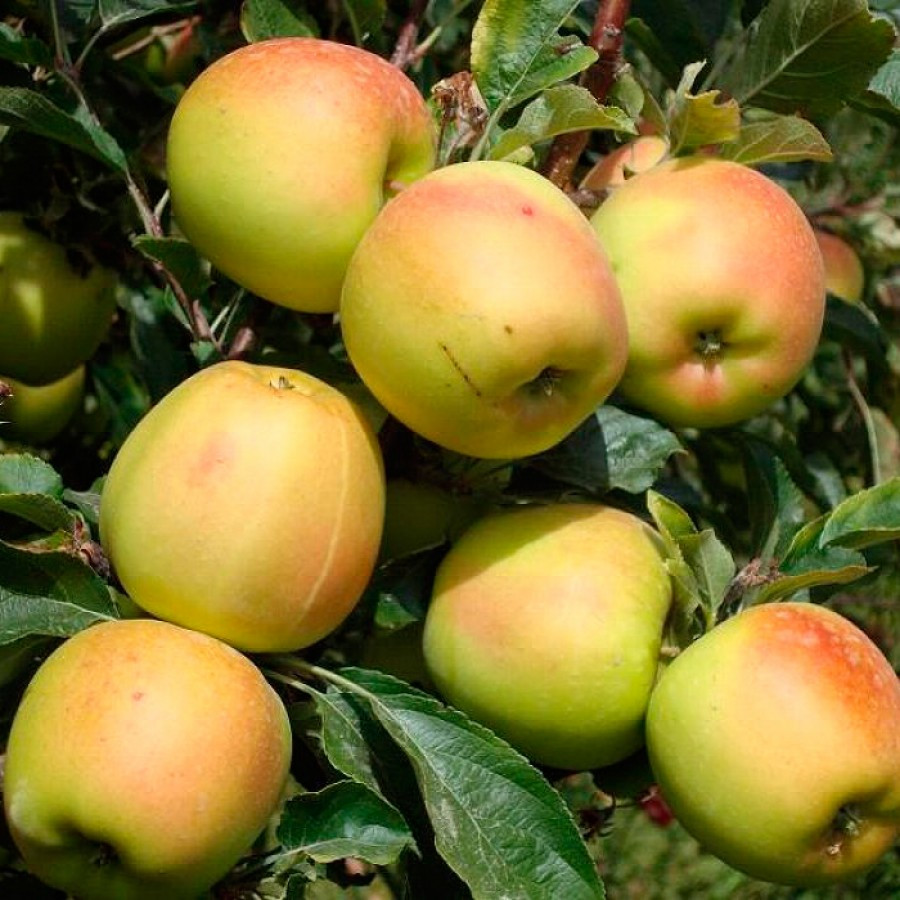Яблуня Скіфське Золото (осіння), фото 1