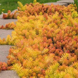 Саджанці Очитку відігнутого Ангеліна (Sedum reflexum Angelina) Р9