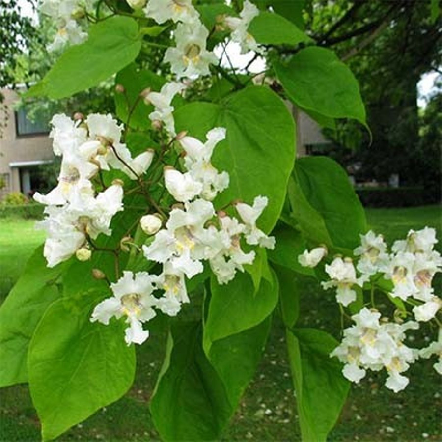 Саженцы Катальпы бигнониевидной, или обыкновенная (Catalpa bignonioides) Р9 - фото 1 - id-p740740804