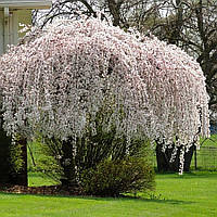 Саженцы Черешни плакучей (Weeping Cherry)