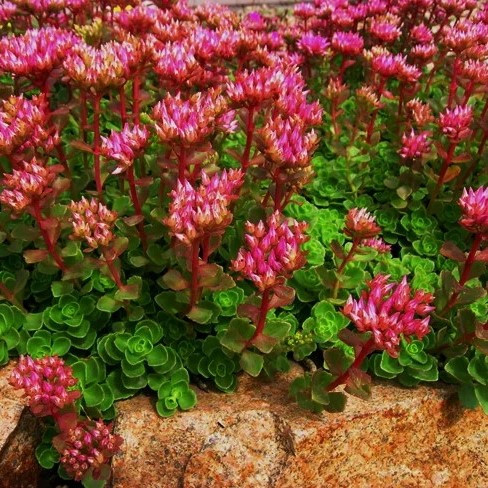 Саджанці Очитку несправжнього (sedum spurium) Р9