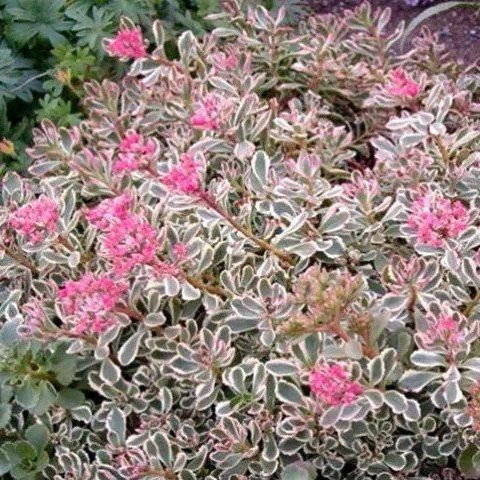 Саджанці Очитку Триколор (Sedum spurium Tricolor) Р9, фото 1