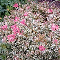 Саженцы Очитка Триколор (Sedum spurium Tricolor) Р9