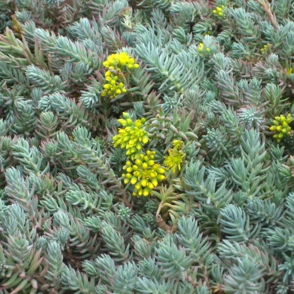 Саджанці Очитку відігнутого блакитного (Sedum reflexum blue) Р9, фото 1