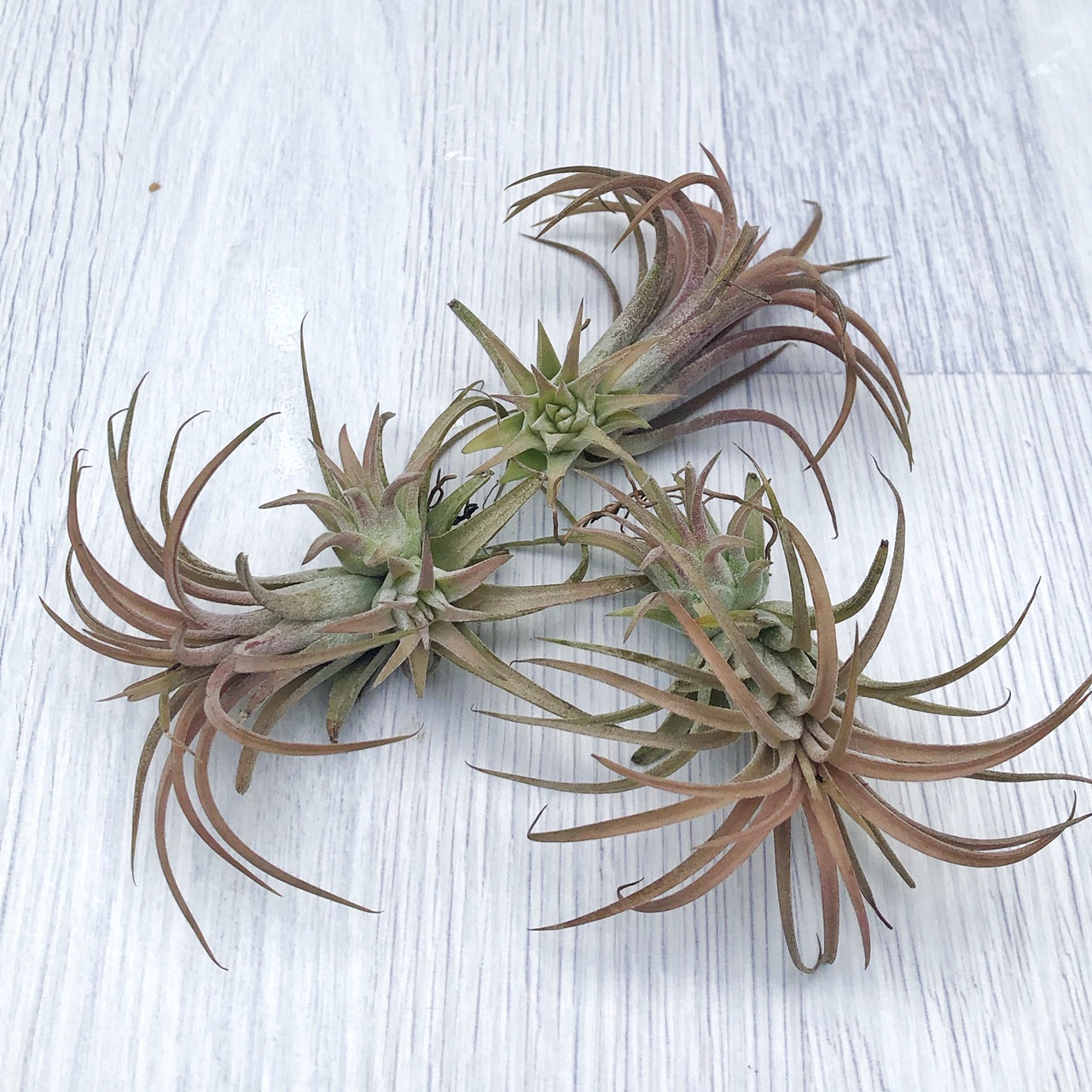 Тіландсія Іонта червона (Tillandsia Ionantha Red) з дітками