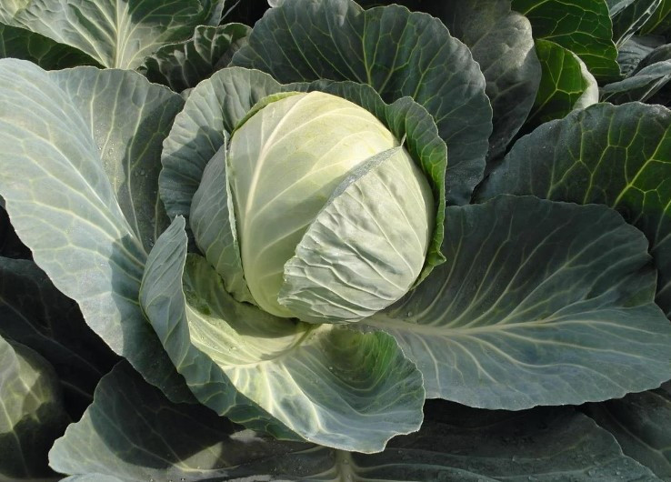 Пассат F1 2500 шт Bejo Капуста Білокочанна Насіння (Капуста Белокочанная Семена), фото 1