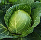 Аліна F1 2500 шт NongWoo Bio Капуста Білокочанна Насіння (Алина F1 Капуста Белокочанная Семена), фото 3