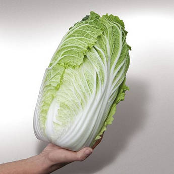 KS 340 (ЯМОРИ) F1 2500 шт Kitano Seeds Капуста Пекінська Насіння (KS 340 (ЯМОРЫ) F1 Капуста Пекинская Семена)