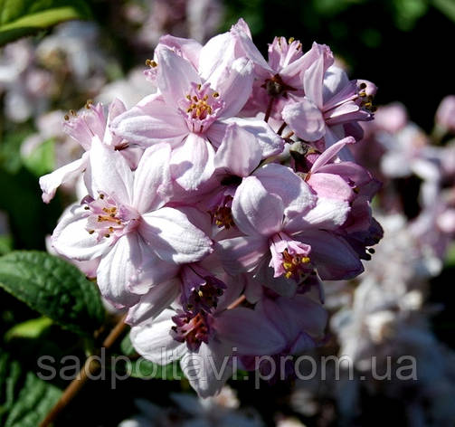 Дейція Монт Роуз /Deutzia hybrida 'Mont Rose' в 5л, фото 2