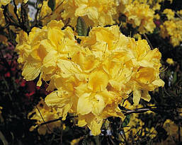 Рододендрон листопадний Limetta 3 річний, Рододендрон листопадний Ліметта, Rhododendron Limetta, фото 6