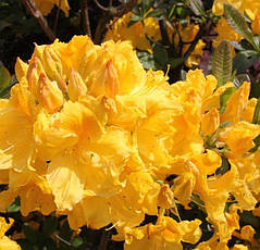 Рододендрон листопадний Limetta 3 річний, Рододендрон листопадний Ліметта, Rhododendron Limetta, фото 3