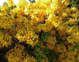 Рододендрон листопадний Limetta 3 річний, Рододендрон листопадний Ліметта, Rhododendron Limetta, фото 4