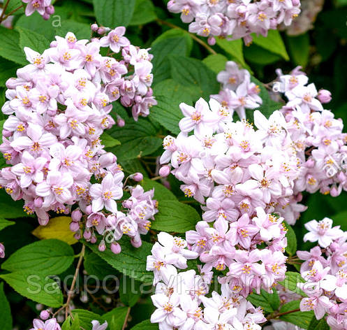 Дейція Монт Роуз /Deutzia hybrida 'Mont Rose' в 5л, фото 2