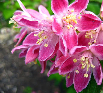 Дейція Меджишн /Deutzia hybrida 'Magicien' в конт. 5л, фото 2