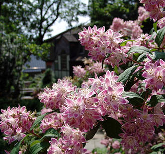 Дейція Меджишн /Deutzia hybrida 'Magicien' в конт. 5л, фото 2
