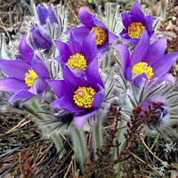 Саженцы Сон-травы (Pulsatilla patens) Р9