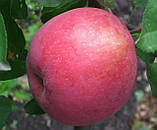 Яблуня Флоріна. (ММ106). Зимовий сорт, фото 4