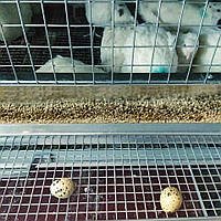 Клітки для розведення перепелів Prime різних комплектацій – унікальне рішення для вашого бізнесу.