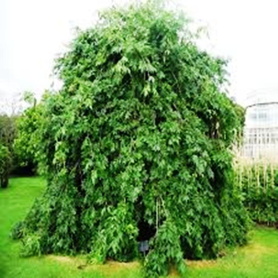 Саджанці Ясена Плакучого (Fraxinus pendula)