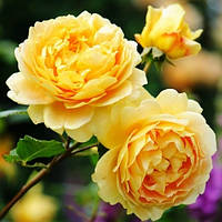 Роза плетистая английская Голден Селебрейшн (Golden Celebration)