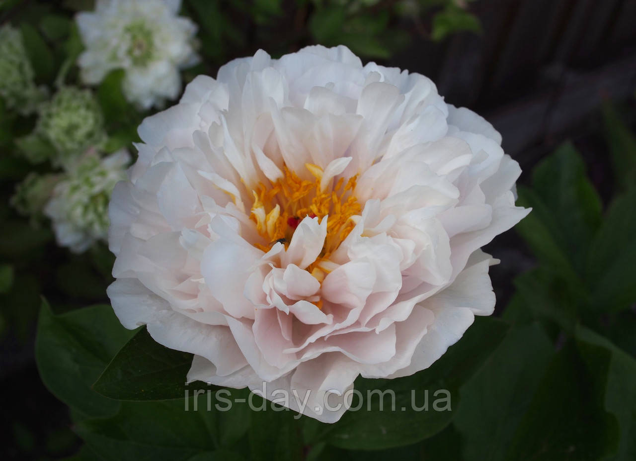 Півонія Blushing Princess Блашинг Принцес (Rogers1991) (сажниці), фото 1