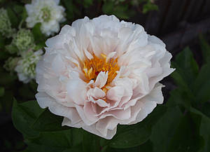 Півонія Blushing Princess Блашинг Принцес (Rogers1991) (сажниці)