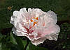 Півонія Blushing Princess Блашинг Принцес (Rogers1991) (сажниці), фото 2