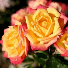 Троянда бордюрна Літтл Сансет (Little Sunset)