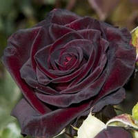 Троянда в'юнка Чорна Королева (Black Queen)