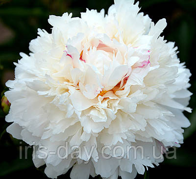 Півонія Festiva Powder Puff (roy g. klehm 1986) (сажники), фото 1