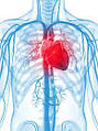 Захворювання серцево-судинної системи з точки зору Аюрведи.