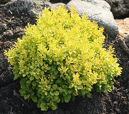 Барбарис Голдаліта /Berberis thunb. 'Goldalita'/ С2, фото 2