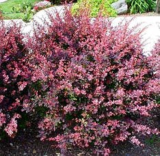 Барбарис Арлекін /Berberis thunb. 'Harlequin'/ Р9, фото 2