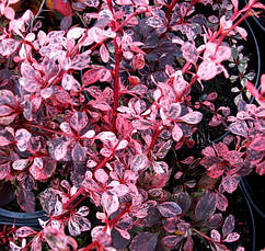 Барбарис Арлекін /Berberis thunb. 'Harlequin'/ Р9, фото 3