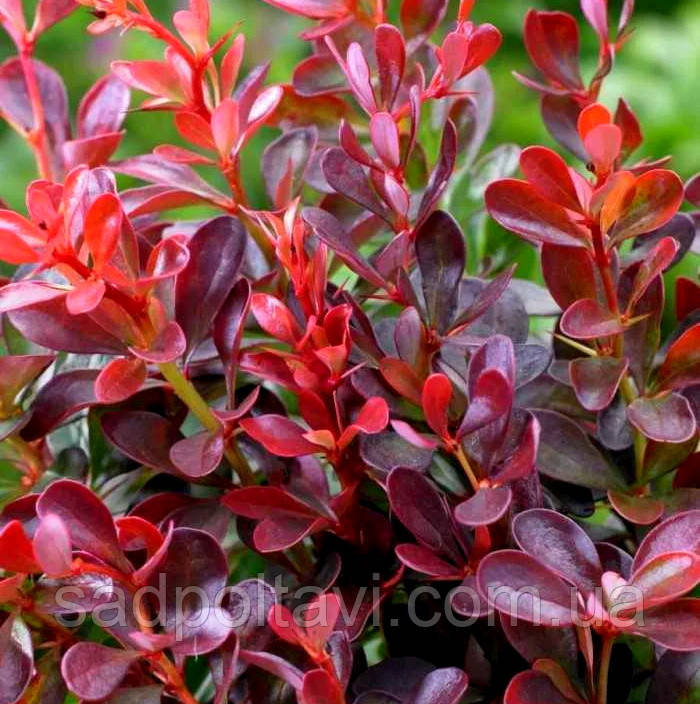 Барбарис Тунберга 'Атропурсуреа Нана/Berberis thunb. 'Atropurpurea Nana'