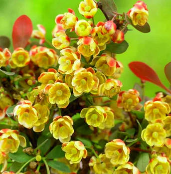 Барбарис Тунберга 'Атропурсуреа Нана/Berberis thunb. 'Atropurpurea Nana', фото 2