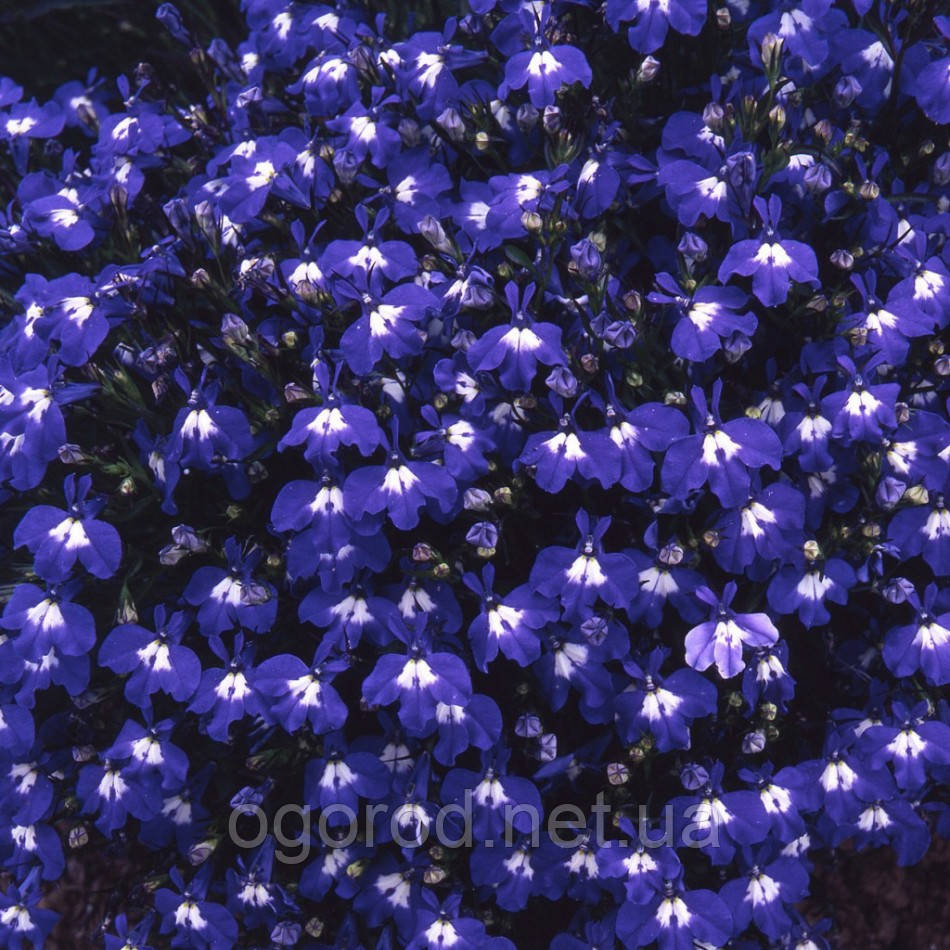Насіння лобелію Palace 1000 мультигранул Benary Німеччина Blue With Eye