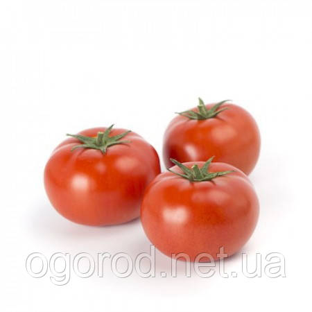 Уманья F1 10 шт насіння томату Rijk Zwaan, Голландія