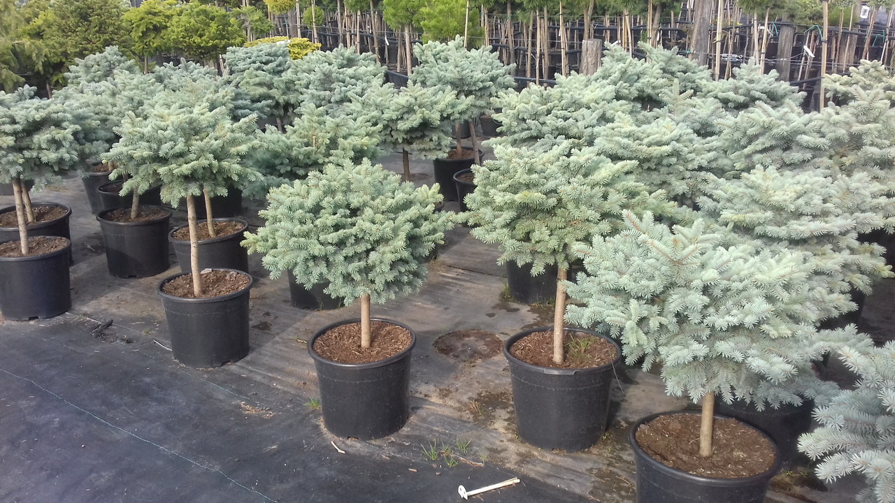 Ялина Колюча Glauca Globosa — Купити Недорого на Bigl.ua (1105411254)