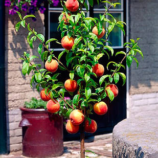 Саджанці Персика колоновидного Роман - раннього терміну, урожайний, морозостійкий
