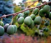 Актинідія Аргута Weiki(чоловічий) 2 річна, Актинідія Аргута Вейк, Actinidia arguta Weiki, фото 2