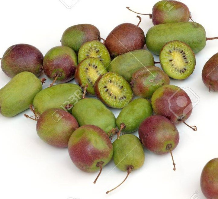 Актинідія Аргута Weiki(чоловічий) 2 річна, Актинідія Аргута Вейк, Actinidia arguta Weiki