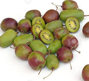 Актинідія Аргута Weiki(чоловічий) 2 річна, Актинідія Аргута Вейк, Actinidia arguta Weiki