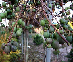 Актинідія Аргута Weiki(чоловічий) 2 річна, Актинідія Аргута Вейк, Actinidia arguta Weiki, фото 4